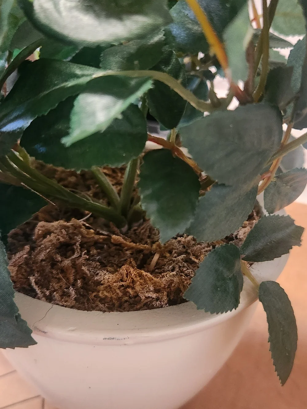 Cream Artificial Rose Plant in White Pot - Home Accents